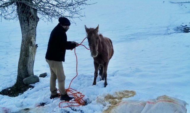 Dondurucu soğukta ölüme terk edilen yaralı ata Muş Valisi sahip çıktı