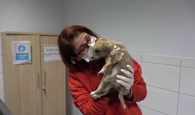 Donmaktan son anda kurtarılan kurt yavrusu tedavi edildi