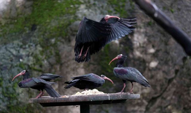 Dünyada nesli tükeniyor....Bursa'da nüfusu artıyor