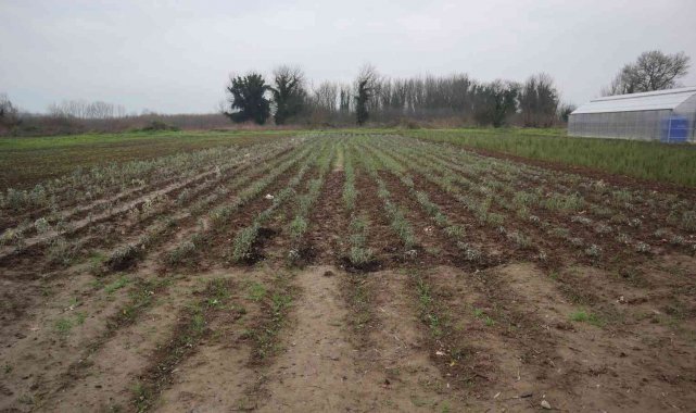 Düzce'de 10 bin tıbbı aromatik bitki dikildi