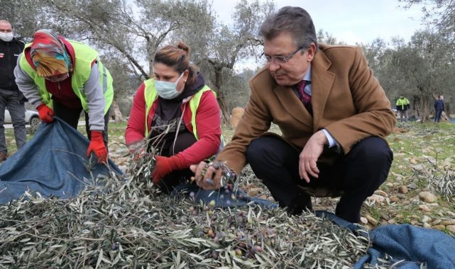 Edremit Belediyesi zeytinleri hasat ediliyor