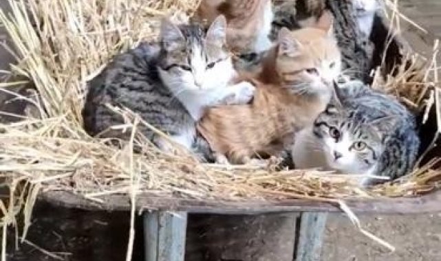 El arabasının içinde yatan kediler görenleri gülümsetti