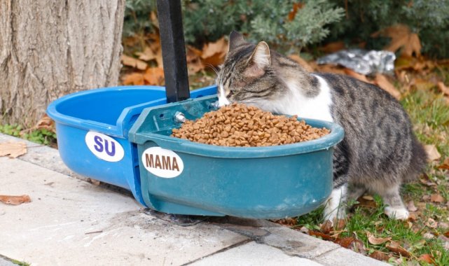 Elazığ Belediyesi sokak hayvanları için üniversite kampüsüne beslenme otomatı bıraktı