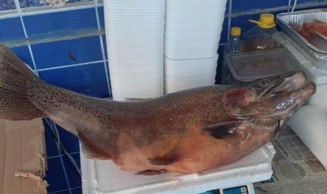 Elazığ'da 10 kiloluk alabalık yakalandı