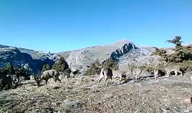 Elazığ'da 11 aylık yaban hayatı fotokapanlara yansıdı