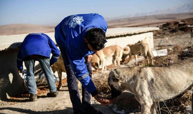 Elbistan'da sokak hayvanlarına belediyeden mama ve yem desteği