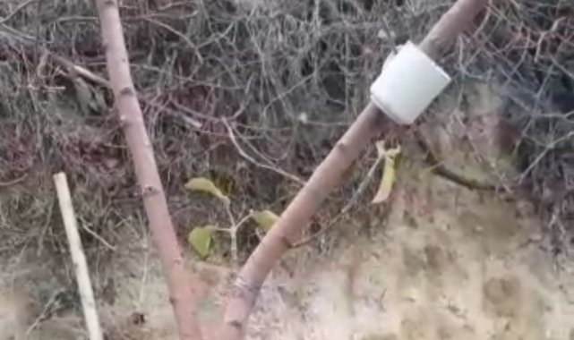 Elma ağacı mevsimleri şaşırdı, kış ayında yaprak açtı