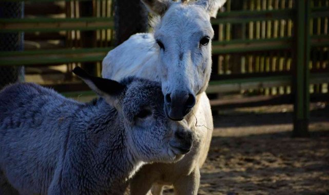 Emekliliğin tadını çıkartan eşekler