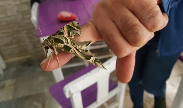 Ender görülen 'mekik kelebeği' Alanya'da koruma altına alındı