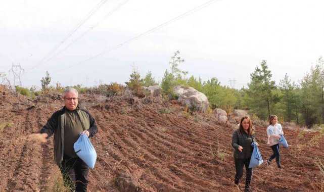 Enerji nakil hatları yakınlarına yangına dayanıklı tür ekiliyor