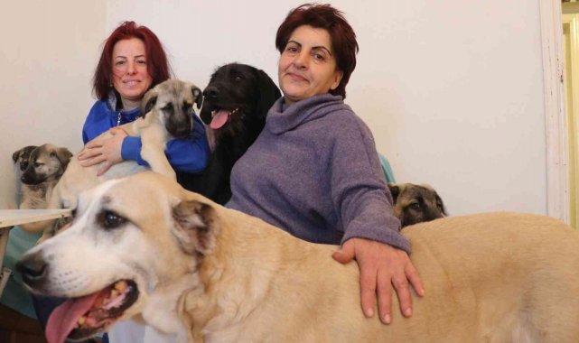 Engelli ve hasta sokak hayvanlarına anne oldu