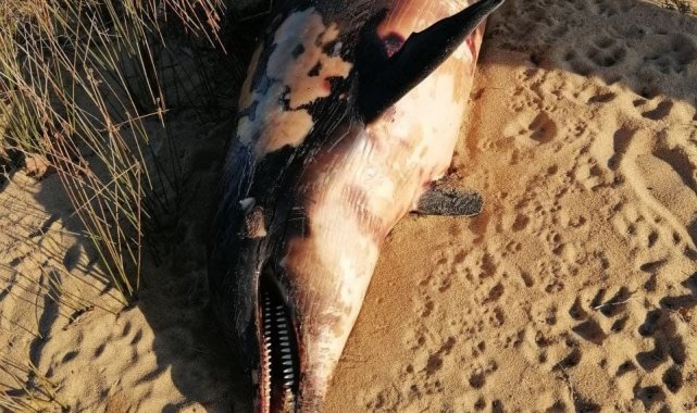 Erdek'te tüfekle vurulmuş yunus karaya vurdu