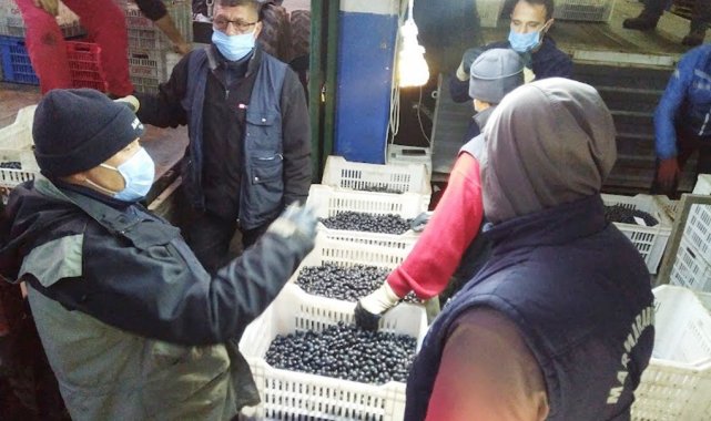 Erdek'te zeytin hasadında sona gelindi