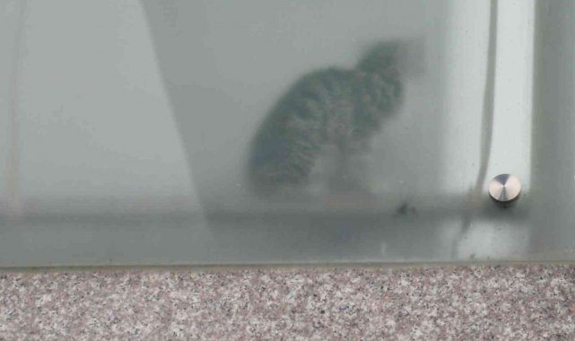 Esenyurt'ta kolon arasında mahsur kalan yavru kedileri belediye ekipleri kurtardı