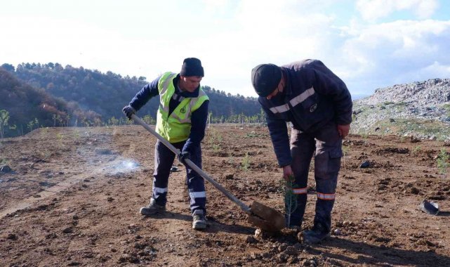 Eski çöplük orman olma yolunda