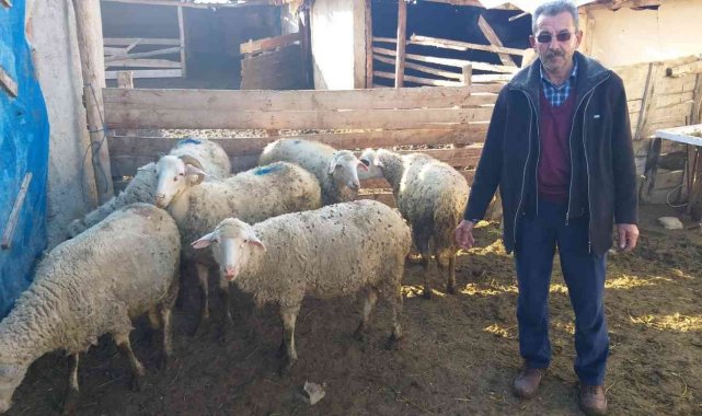Eskişehir&#039;de çalınan koyunlar Ankara&#039;da bulundu