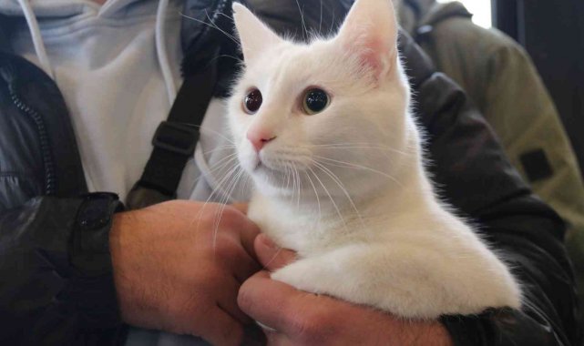 Eskişehir&#039;de kedi güzellik yarışması düzenlendi