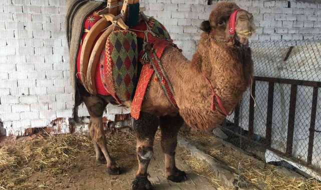 Ev, araba değil bu sefer &#039;pehlivan deve&#039; haczedildi
