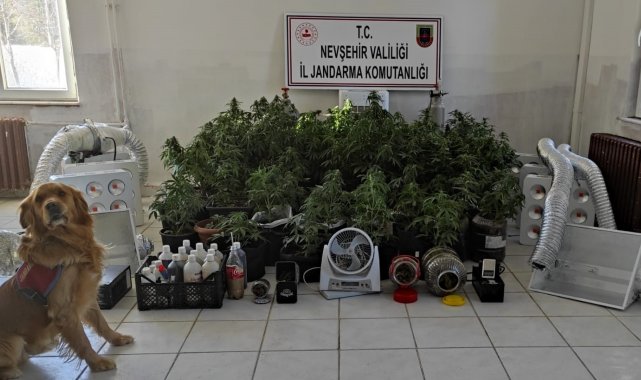 Evin odasını seraya çevirip kenevir yetiştirmişler