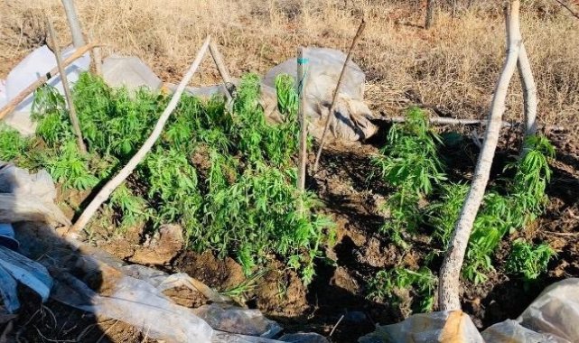 Evinin bahçesindeki serada uyuşturucu ekmiş