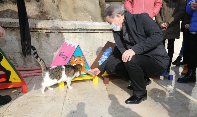 Eyüpsultan'da sokak hayvanları sahiplendiriliyor