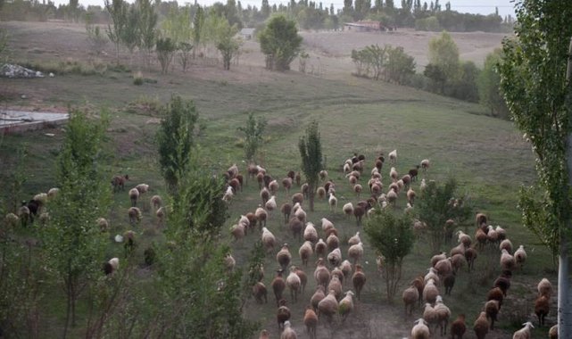 FAO, Küçükbaş hayvan üreticiliğini artırmayı hedefliyor