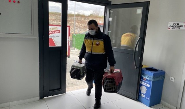 Fatih'te sokak hayvanlarına dört dörtlük bakım