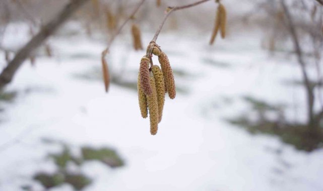 Ferrero Fındık&#039;tan Aralık ayında tarımsal uygulama önerileri