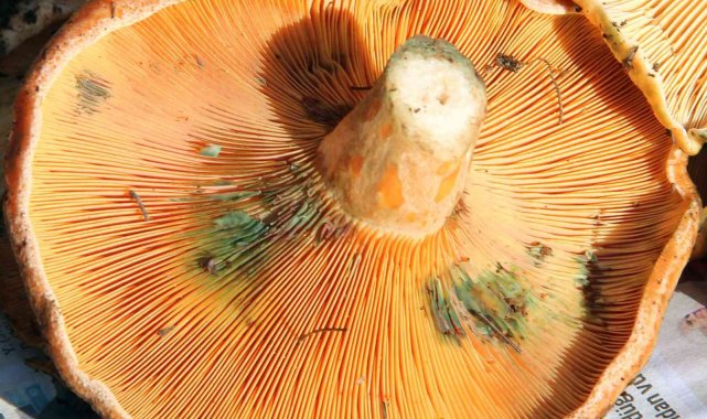 Fiyatını duyan ormana koştu, uzmanı uyardı