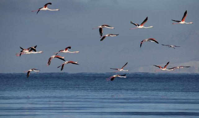 Flamingolar kış mevsiminin gelmesine rağmen Van&#039;ı terk etmedi