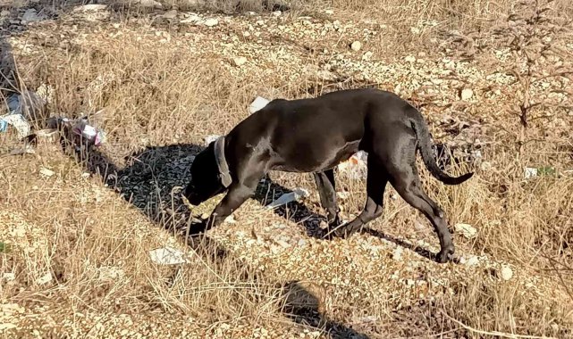 Gaziantep'te sahipsiz pitbull paniği