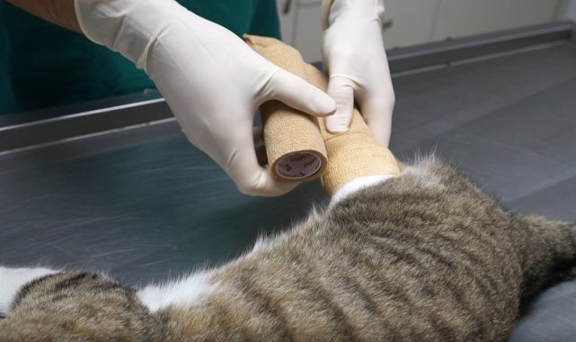 Genç kuaför yaralı kediye umut oldu