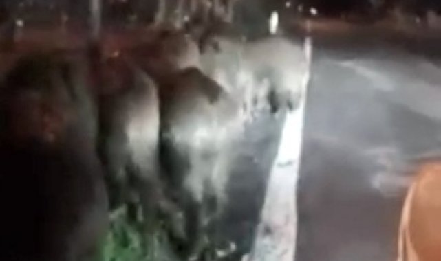 Giresun'da aç kalan domuz sürüsü köye indi