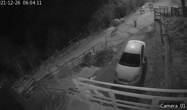 Giresun&#039;da aç kalan kurtlar yerleşim yerine indi