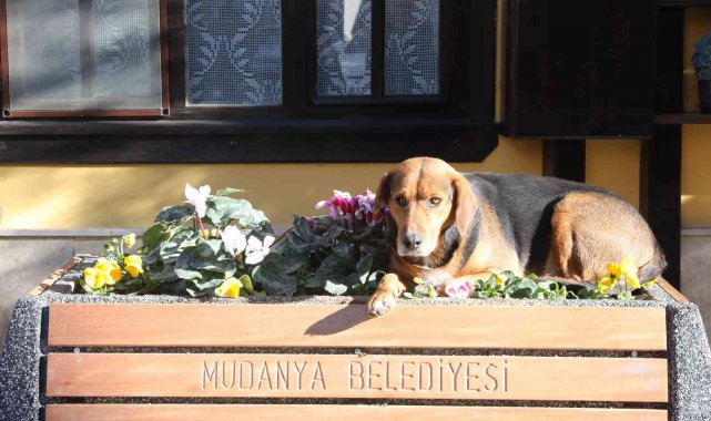 Girit Mahallesi peyzaj çalışmalarıyla renkleniyor