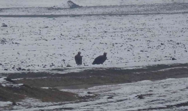 Göç yolunda yorulan akbaba çifti Kars'a indi