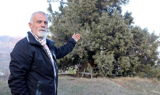 Görenleri hayrete düşürüyor, yaklaşık bin yıllık