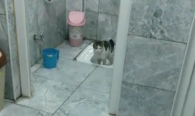 Görenleri şaşkına uğratan kedi