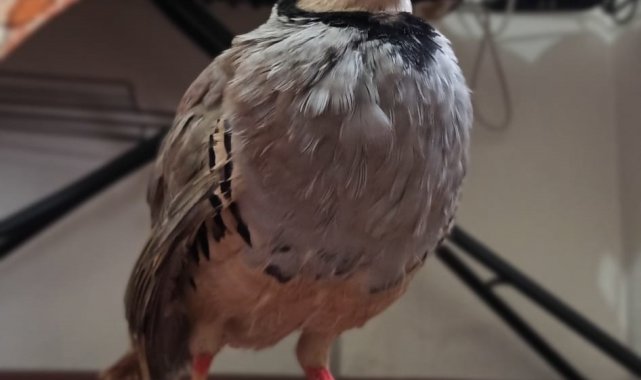 Gözleri görmeyen kınalı kekliğe katarakt ameliyatı