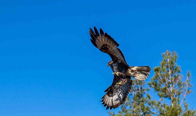 Gözleri tedavi edilen kartal özgürlüğe kanat çıprtı