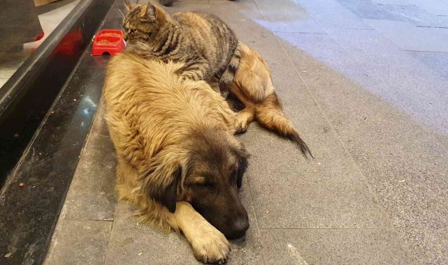 Gümüşhane'de tilki ile kedinin, kedi ile köpeğin dostlukları ilgi çekiyor