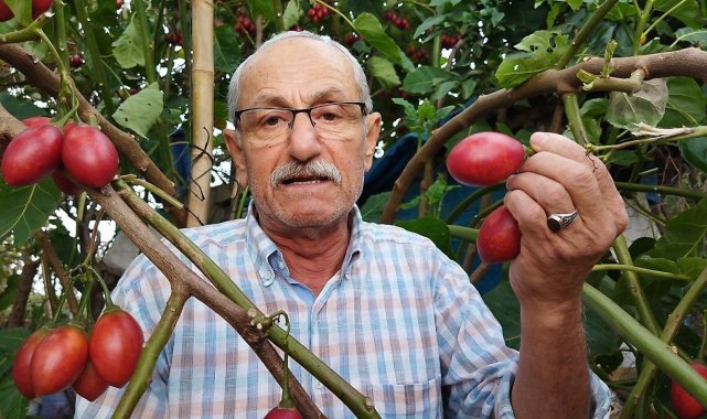Güney Amerikalı Tamarillo Rize'yi sevdi