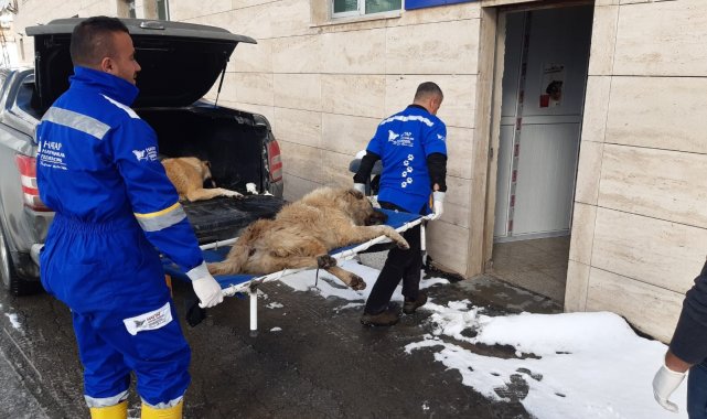 Hakkari'de sokak hayvanlarını kısırlaştırma çalışması