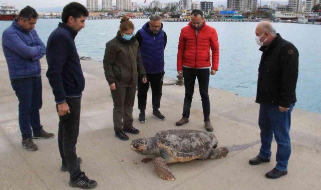 Halk plajı kıyısında ölü caretta caretta bulundu