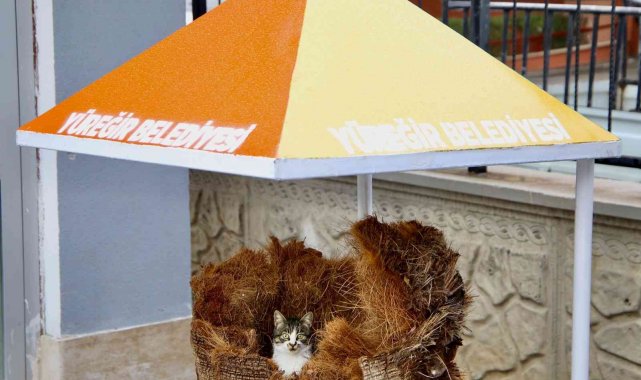 Hamile kediye belediye işçileri sahip çıktı