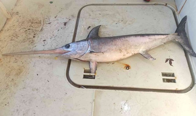 Hamsi ağına bir buçuk metrelik kılıç balığı takıldı