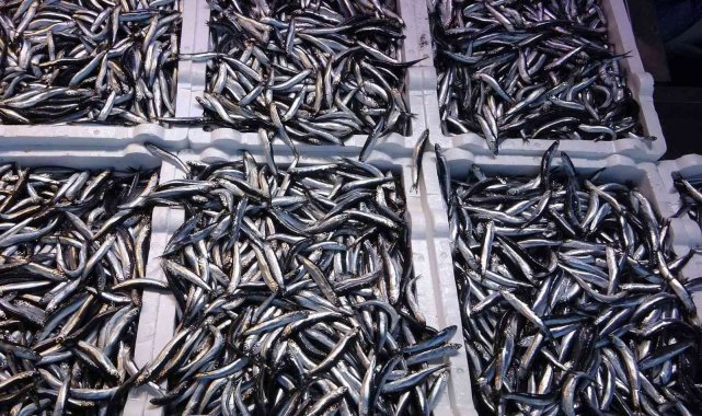 Hamsi ihracatında artış