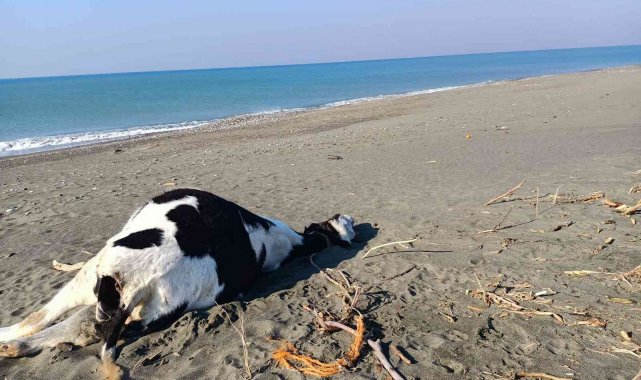 Hatay&#039;da inek ve domuz ölüsü sahile vurdu