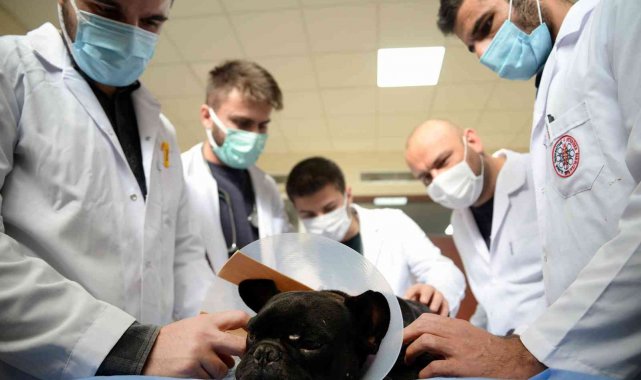 Hayvan Hastanesi'nde hizmet 724 devam ediyor