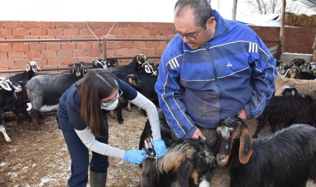 Hayvanların aşılanması sürüyor